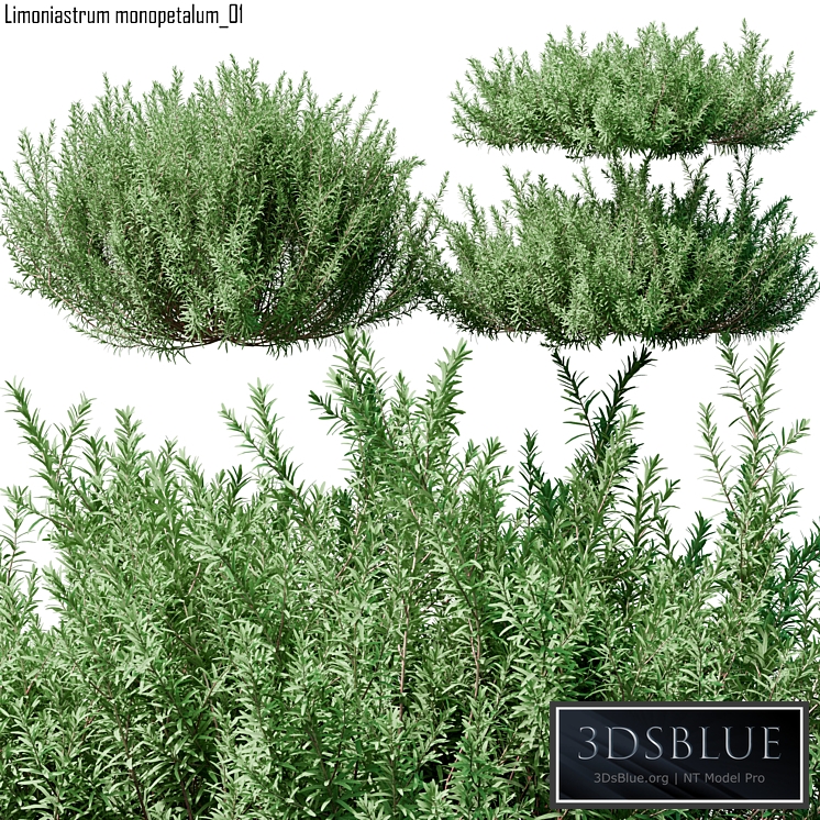 Limoniastrum monopetalum 01