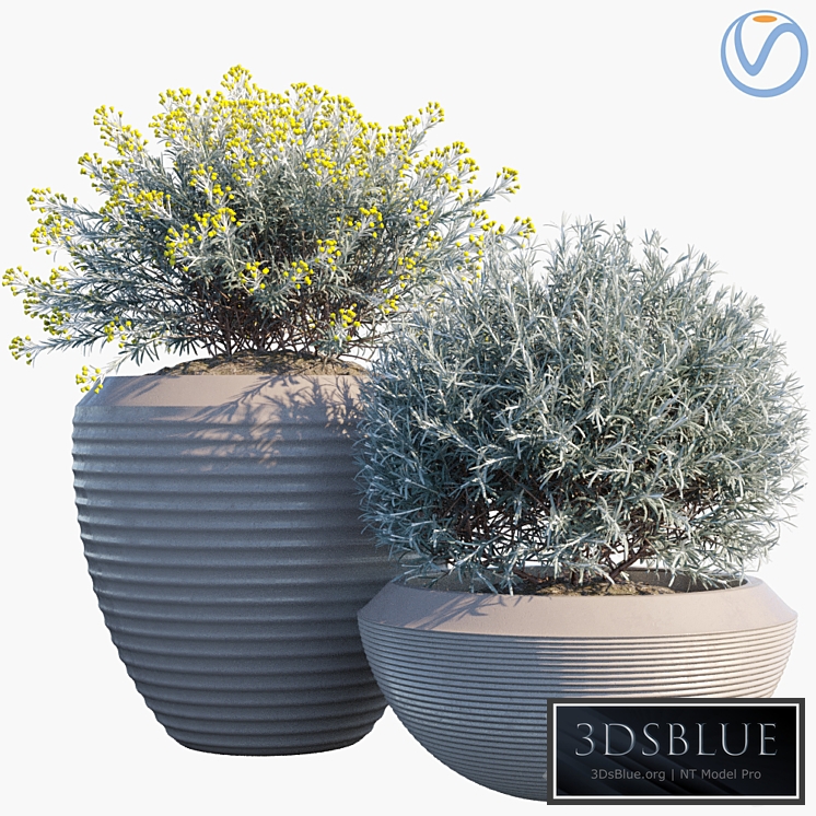 Plant in pots # 35: Curry