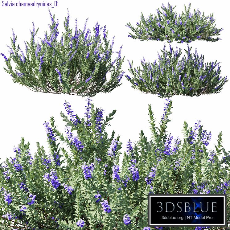 Salvia chamaedryoides 01