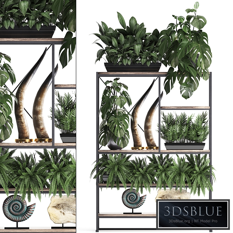 Decorative set. 10, Shelf with flowers, monstera, fern, tusk, ammonite, indoor plants, phytomodule, phytowall, landscaping