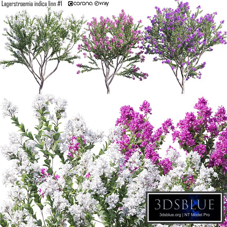 Lagerstroemia indica linn # 1