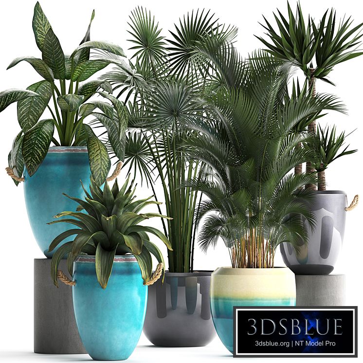 Plant Collection 394. Fan Palm, Bromeliad, Howea, Yucca, Dieffenbachia, Pot, Indoor Plants, Exotic, Tropical, Stylish Flowerpots, Bushes, Bromeliad, bromelia