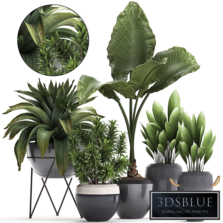 Plant Collection 395. Bromeliad, tropical plants, alocasia, dracaena, palm grass, indoor plants, exotic, tropical, stylish, bushes