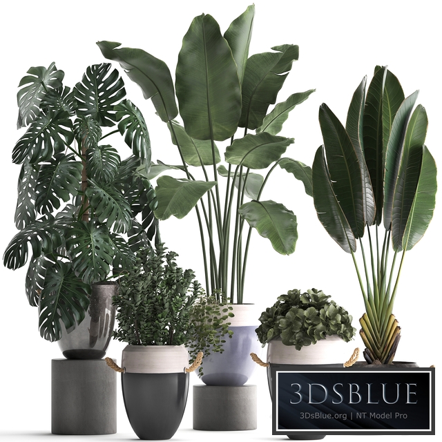 Plant Collection 396. Banana palm, banana, strelitzia, monstera, indoor plants, ravenala, stylish, strelitzia, bushes