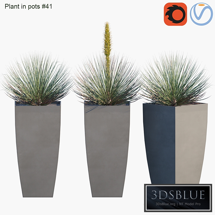 Plant in pots # 41: Agave