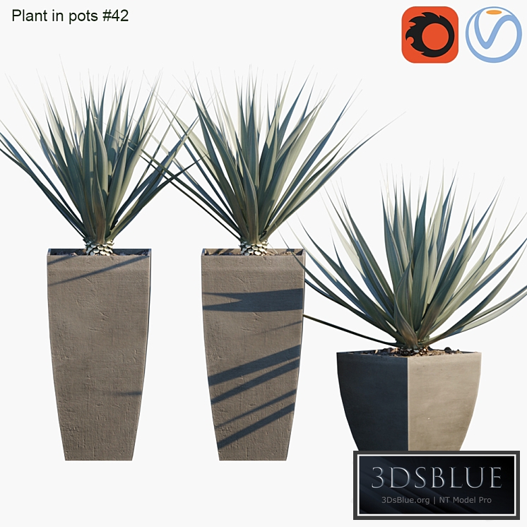 Plant in pots # 42: Agave