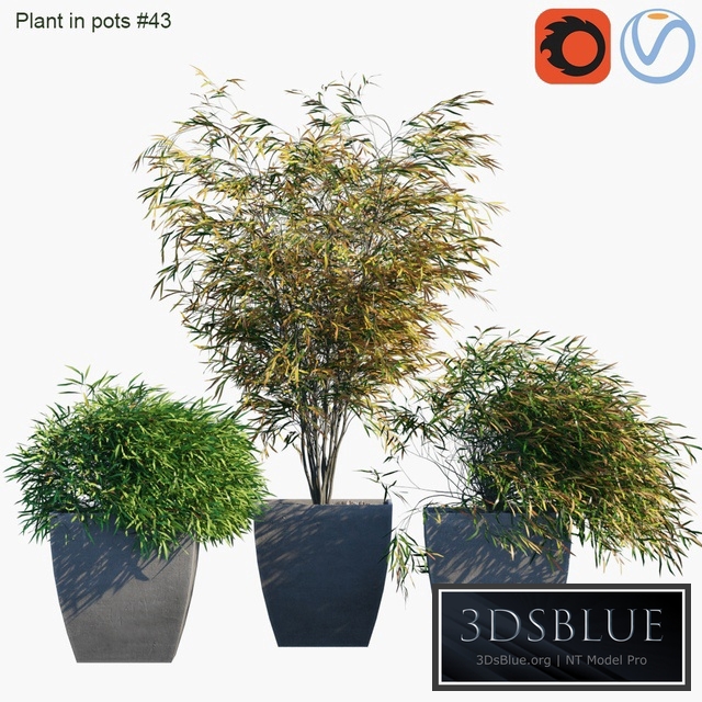 Plant in pots # 43: Palm and grass