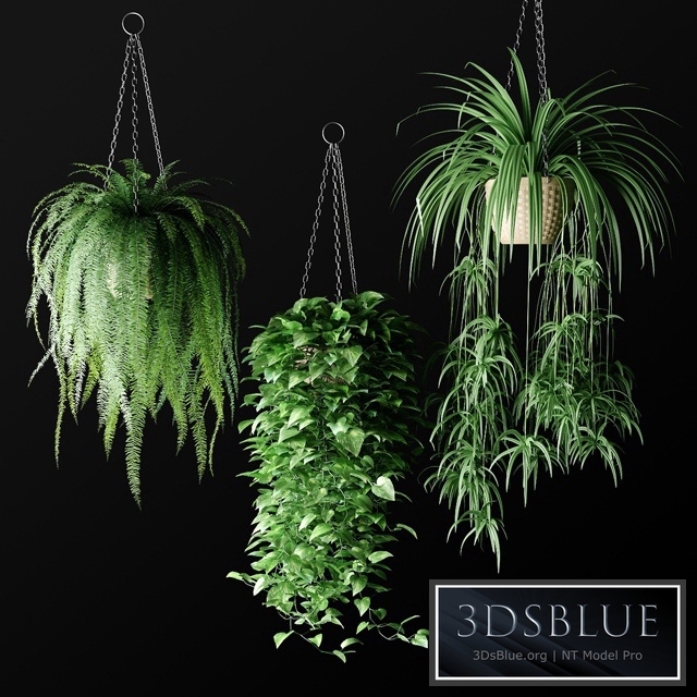 Plants in hanging wicker planters | Plants in Hanging Wicker Planters