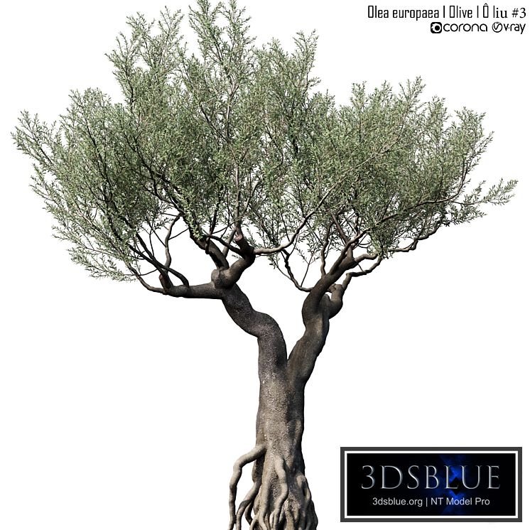 Olive Tree (Europa Olea) # 3