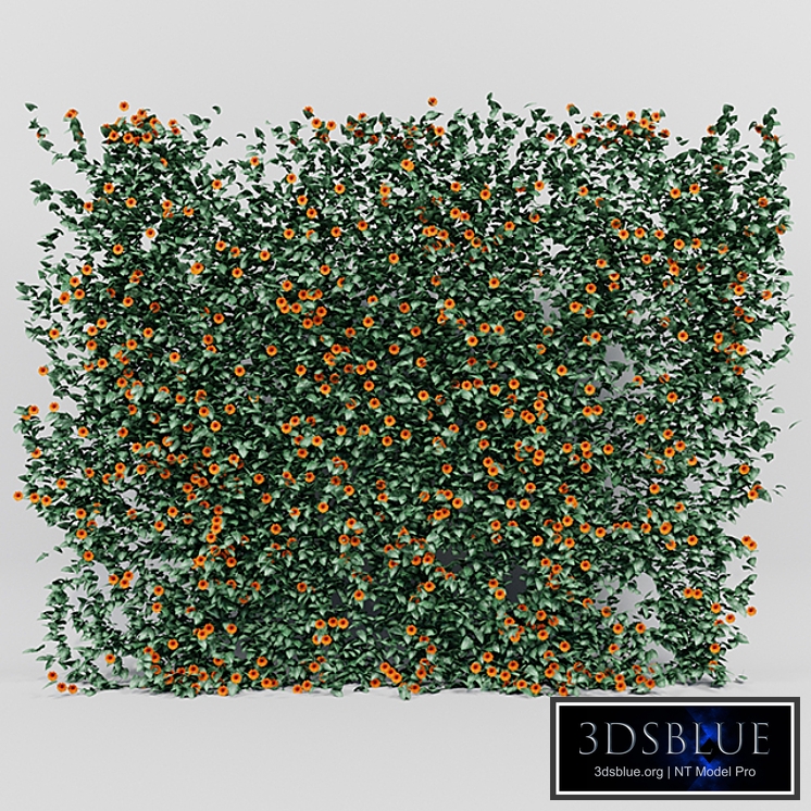 Thunbergia alata ivy