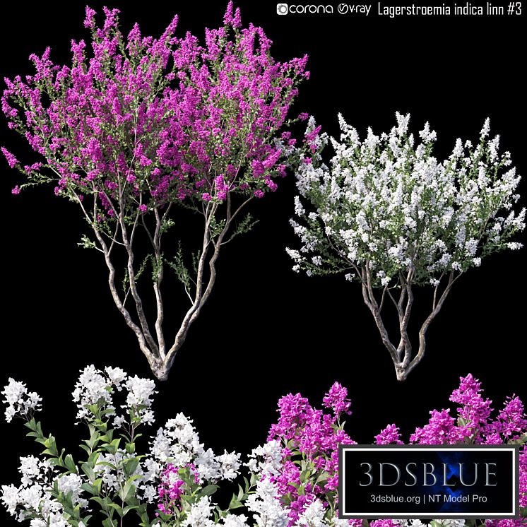 Lagerstroemia indica linn # 3
