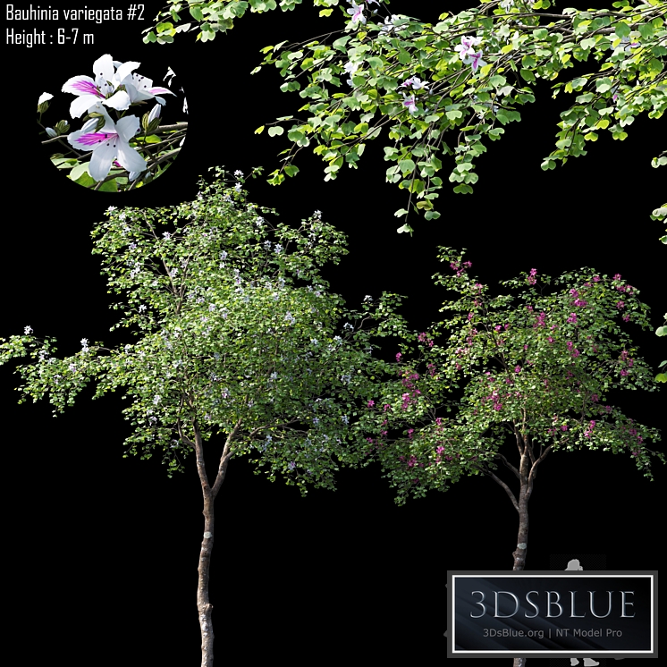 Bauhinia variegata # 2