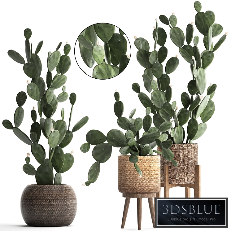 Plant Collection cactus 397. Basket, rattan, prickly pear, Prickly pear, indoor cacti, eco design, natural materials