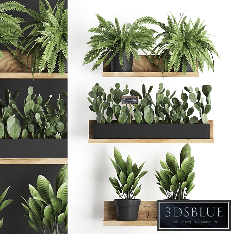 Shelf with flowers Plant 398. Cactus, fern, Prickly pear, prickly pear, indoor plants, eco design