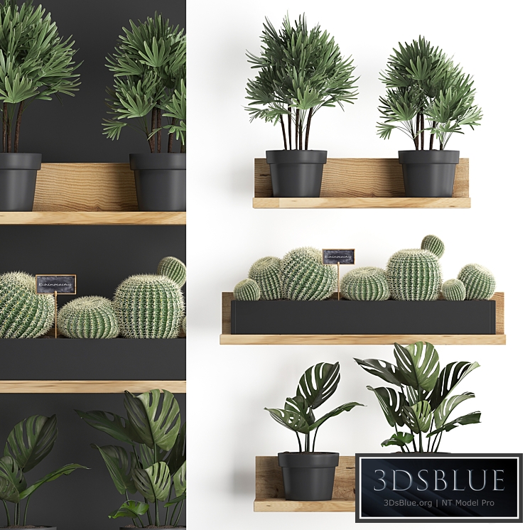 Vertical gardening. 51, Shelf with flowers, cactus, monstera, rapis, palm tree, Barrel cactus, round cactus, eco design, Raphis Palm