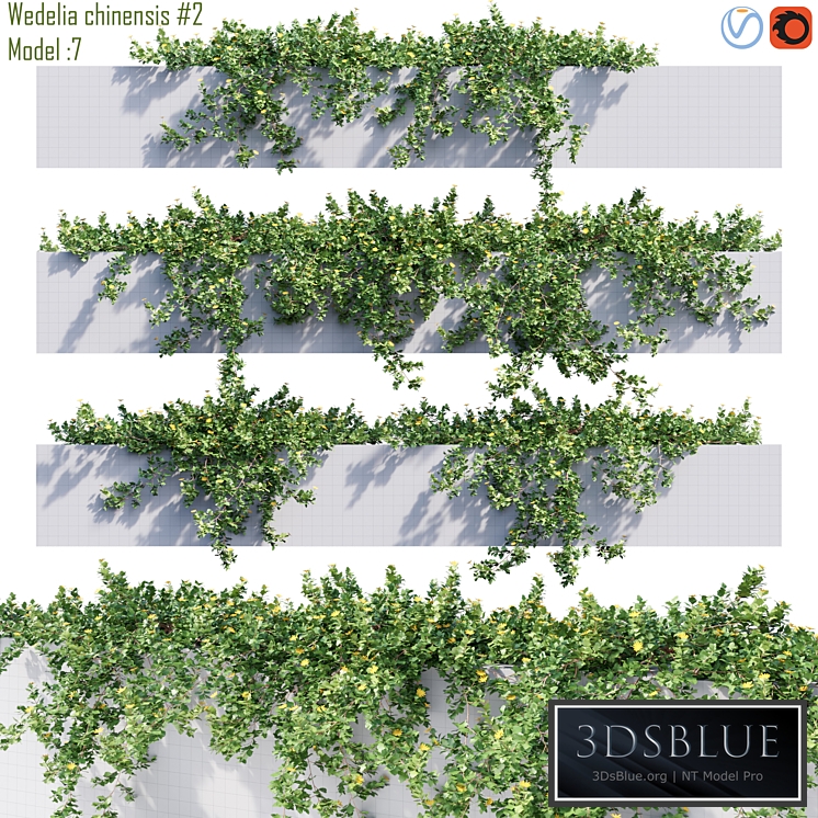 Wedelia chinensis # 2