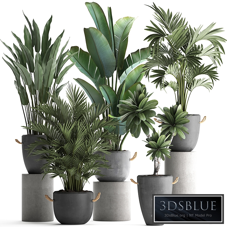 Plant Collection 402. Banana, strelitzia, palm, howea, plumeria, concrete, flowerpot, pot, exotic plants, outdoor, exotic, strelitzia