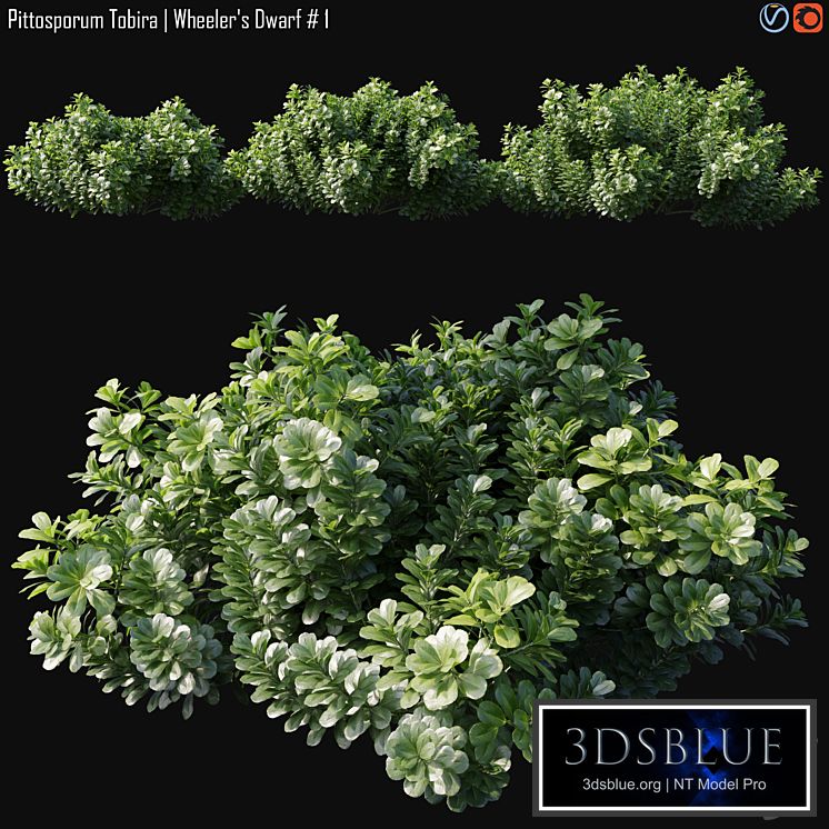 Pittosporum Tobira | Wheeler&#39;s Dwarf # 1