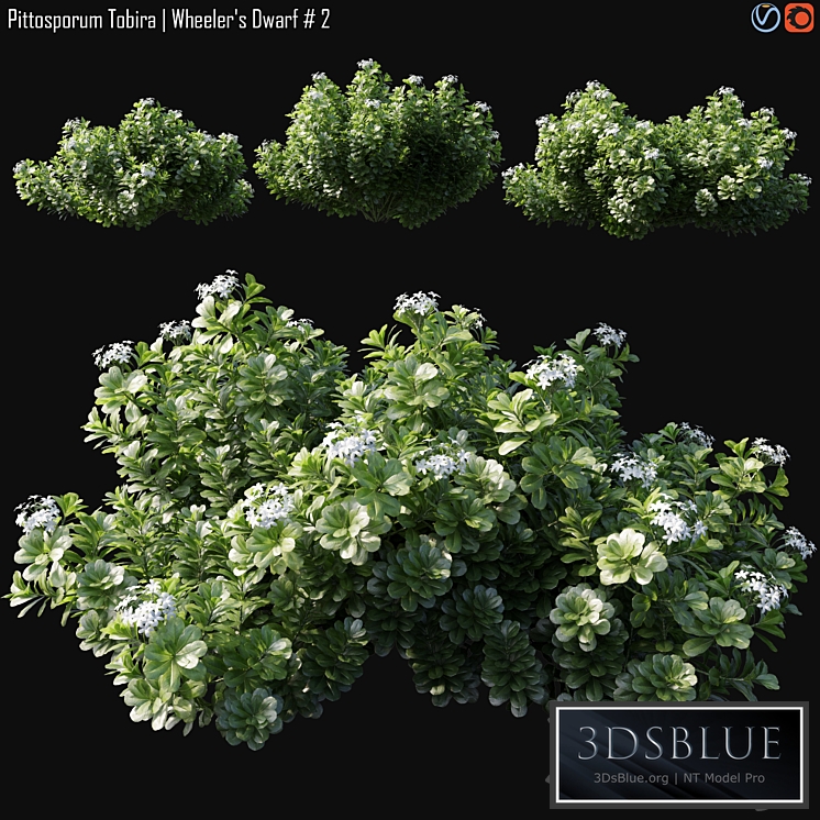 Pittosporum Tobira | Wheeler&#39;s Dwarf # 2