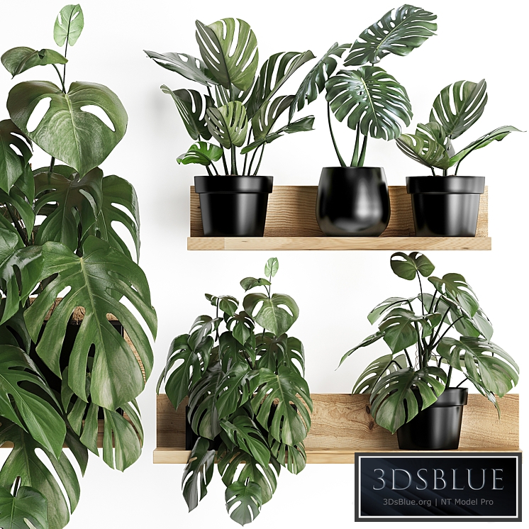 Plant Collection 403. Shelf with flowers, Monstera, shelf with plants, black pot, indoor plants, eco design
