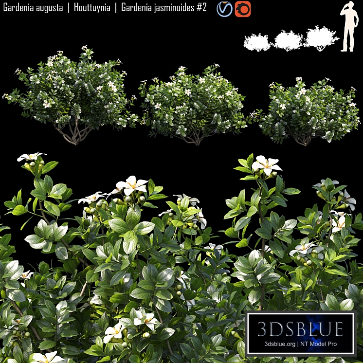 Gardenia augusta | Houttuynia | Gardenia jasminoides # 2