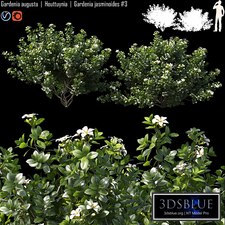 Gardenia augusta | Houttuynia | Gardenia jasminoides # 3