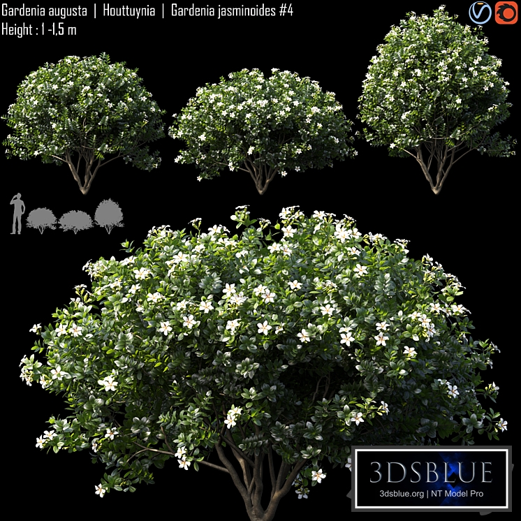 Gardenia augusta | Houttuynia | Gardenia jasminoides # 4