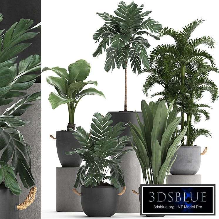 Plant Collection 405. Decorative palm, Hamedorea, Areca, banana, alocasia, flowerpot, exotic plants, outdoor