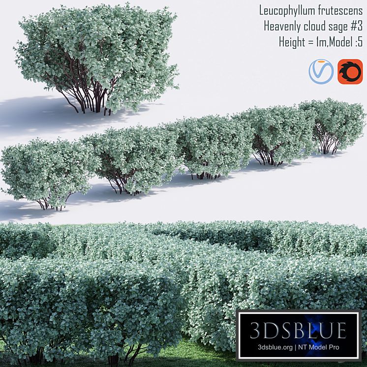 Heavenly cloud sage | Leucophyllum frutescens # 4