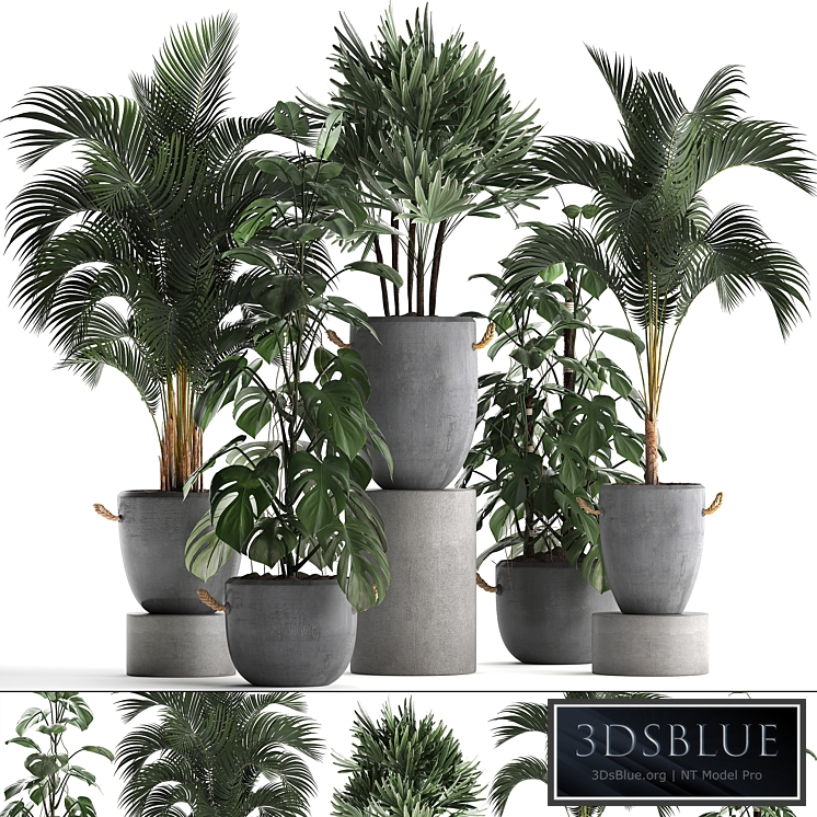 Plant Collection 408. Palm tree, rapis, hovea, concrete, flowerpot, monstera, indoor plants, outdoor, exotic, Raphis Palm