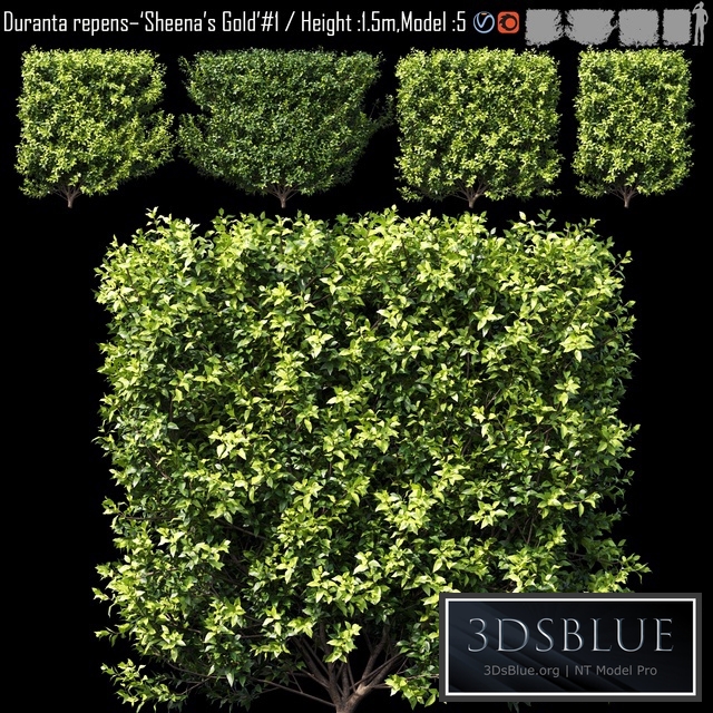 Duranta repens - &#39;Sheena&#39;s Gold&#39;- Duranta erect # 2