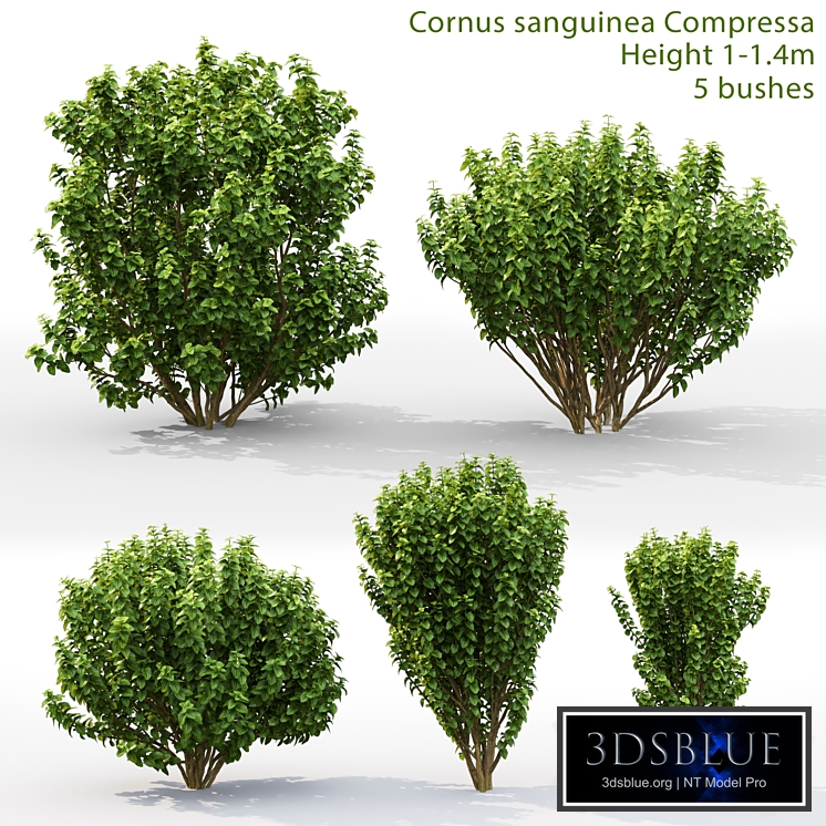 Cornus sanguinea Compressa # 1