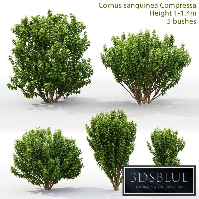 Derain Compress | Cornus sanguinea Compressa # 1