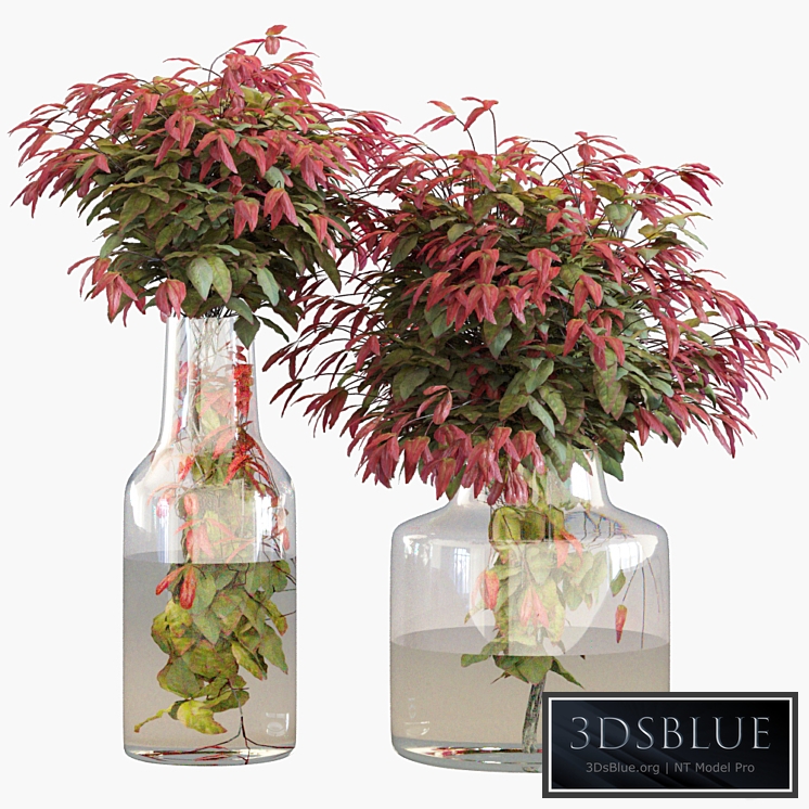 Branches in vases 26: Dwarf sacred bamboo