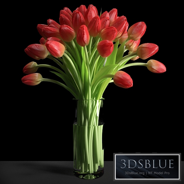 Red Tulips / Red tulips