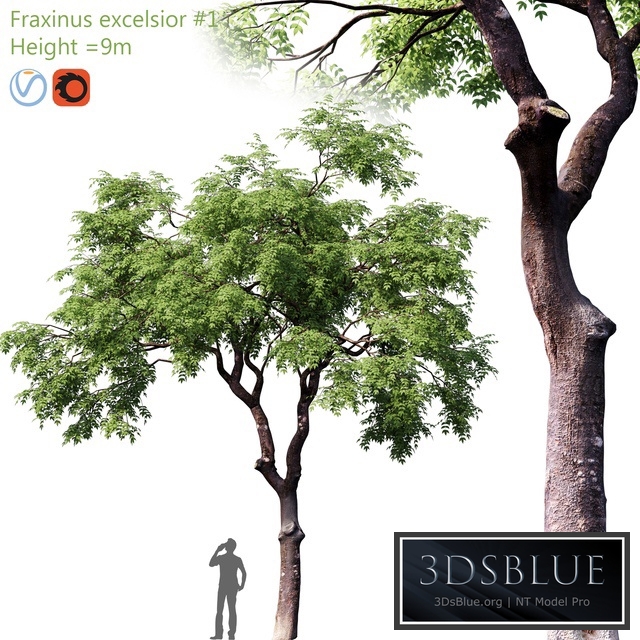 Fraxinus excelsior # 1