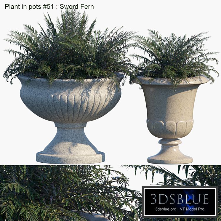 Plant in pots # 51: Sword Fern