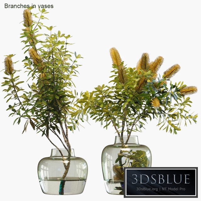 Branches in vases # 28: Banksia