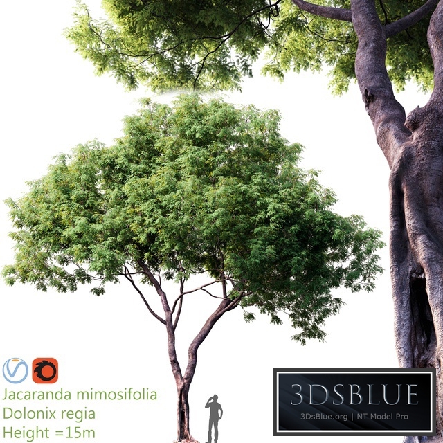 Jacaranda mimosifolia - Dolonix regia # 1