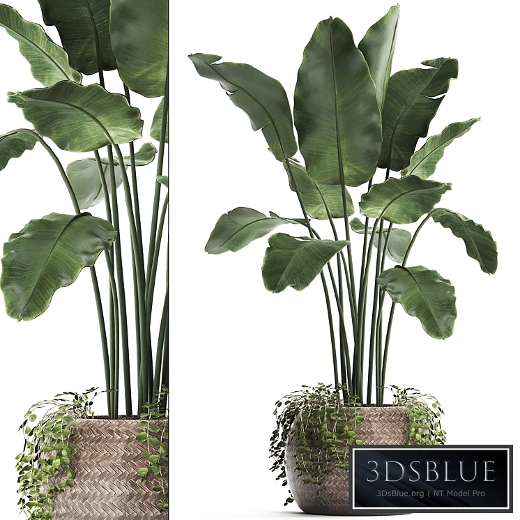 Plant Collection 412. Banana, Basket, rattan, banana, indoor banana, decorative, eco design