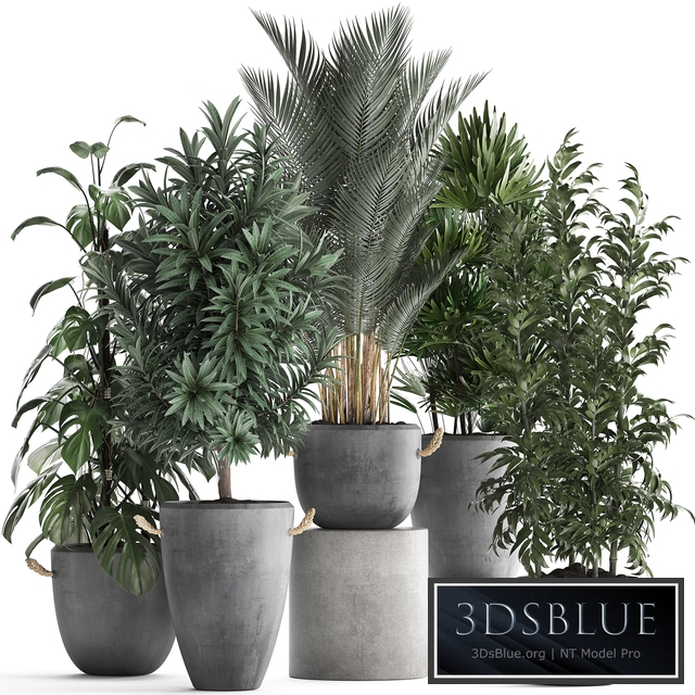 Plant Collection 413. palm, bamboo, rapis, monstera, concrete pot, flowerpot, indoor plants, Raphis Palm