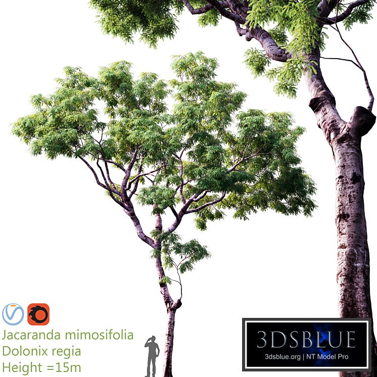 Jacaranda mimosifolia | Dolonix regia | Height = 15m