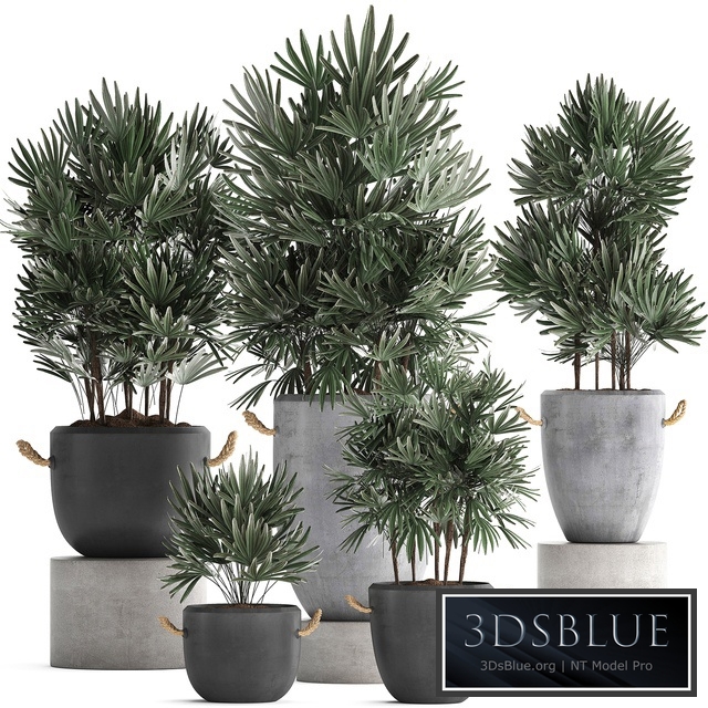 Plant Collection 414. Concrete pot, black flowerpot, loft, indoor plants, outdoor, bushes, Raphis Palm