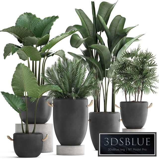 Plant Collection 415. Concrete pot, black flowerpot, banana, rapis, alocasia, palm tree, loft, strelitzia, Raphis Palm