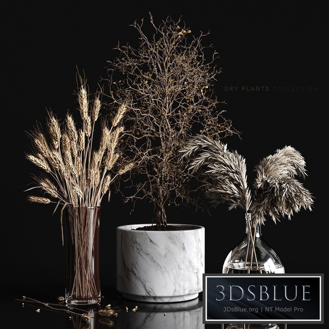 Dry plants collection