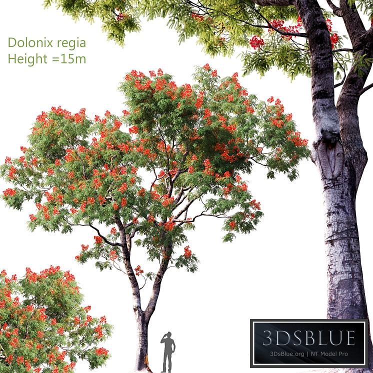 Dolonix regia | Height = 15m # 4