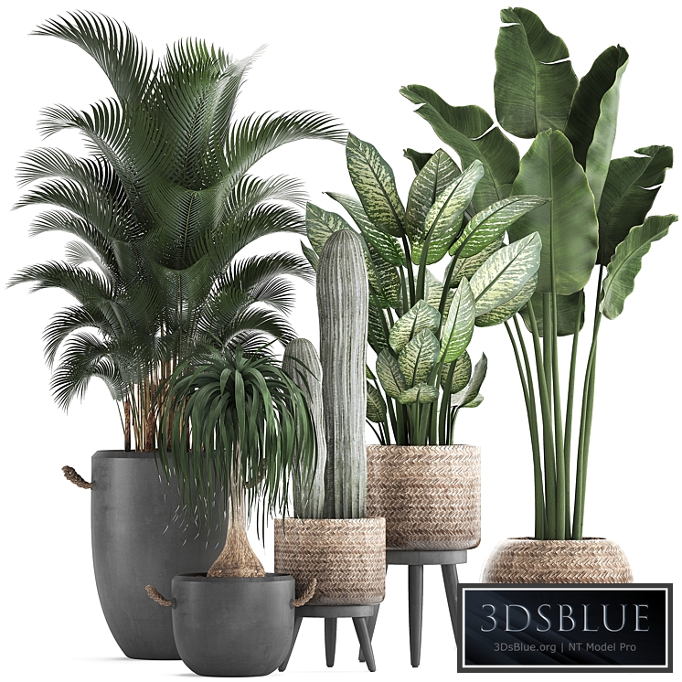 Plant Collection 417. Banana, palm, hovea, loft, cactus, dracaena, Dieffenbachia, basket, black flowerpot, indoor plants