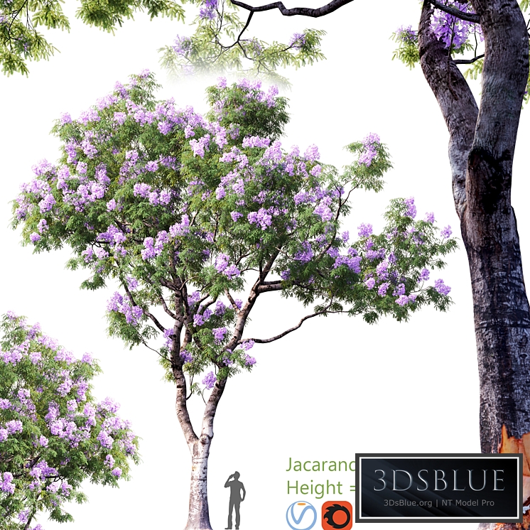 Jacaranda mimosifolia | Height = 15m # 2