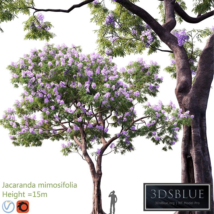Jacaranda mimosifolia | Height = 15m # 3