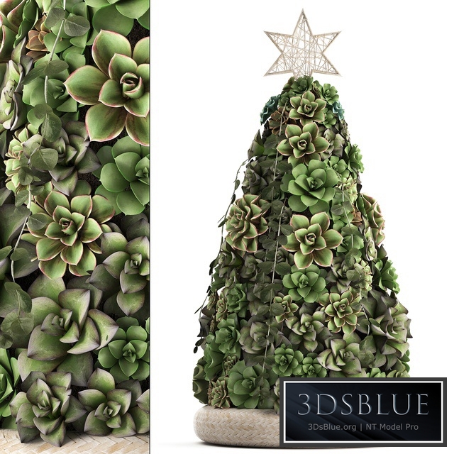 Plant Collection 420. succulents, Christmas tree, cake, Echeveria